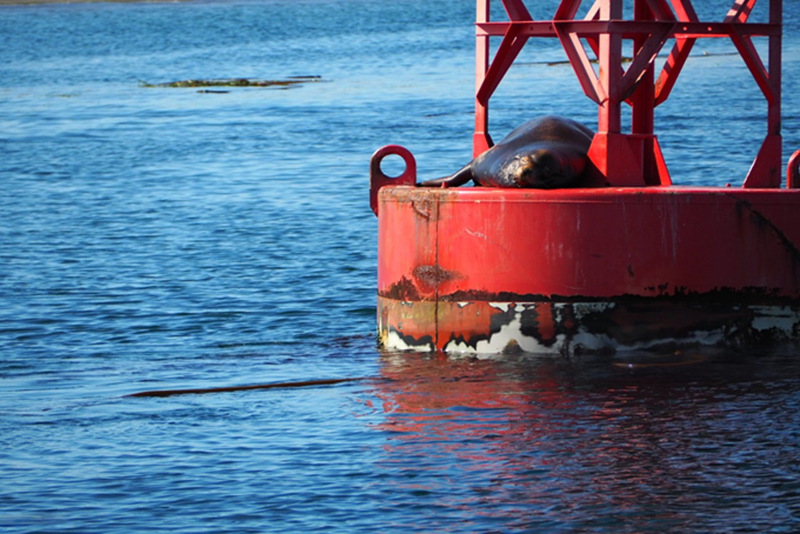 sea buoy.jpg