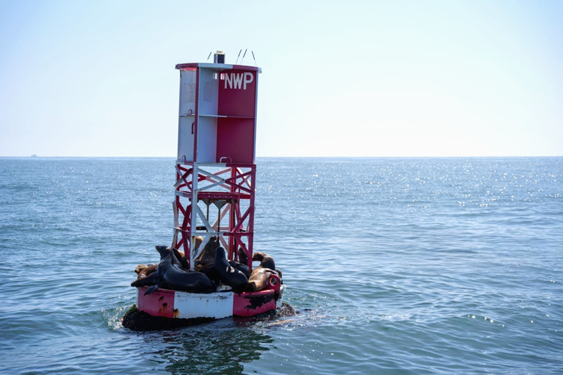 Customizable IALA Standard Safe Water Marker Buoy